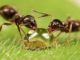 Ants know arithmetic