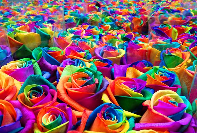 bouquet of rainbow roses