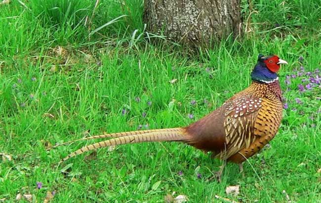 Cultivation of pheasants