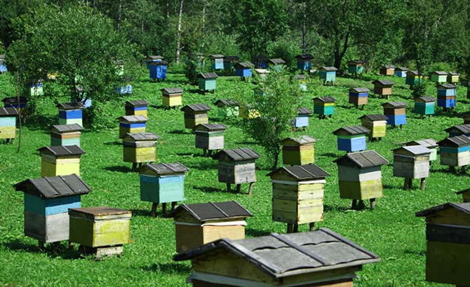 Organization own apiary