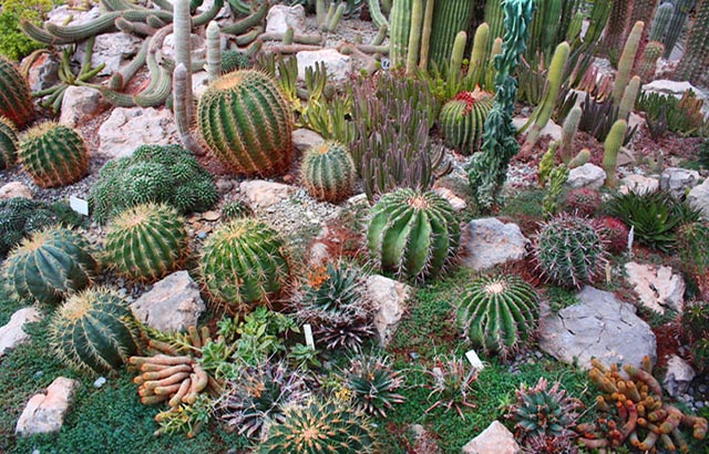 Cultivation and sale of cactuses