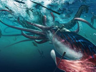 Giant squid attack