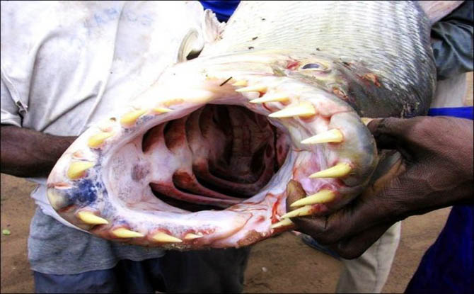 Рыба монстр из Конго