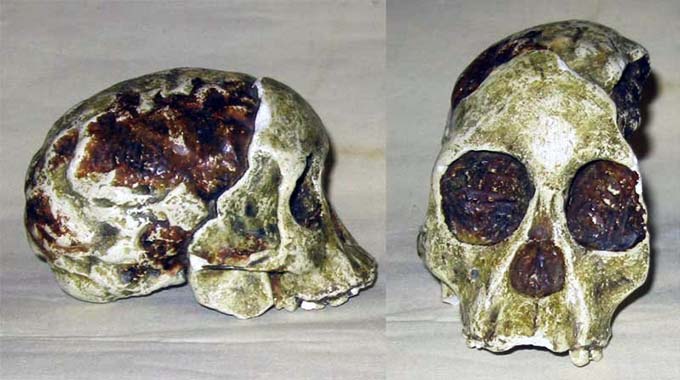 Загадочный Таунгский череп